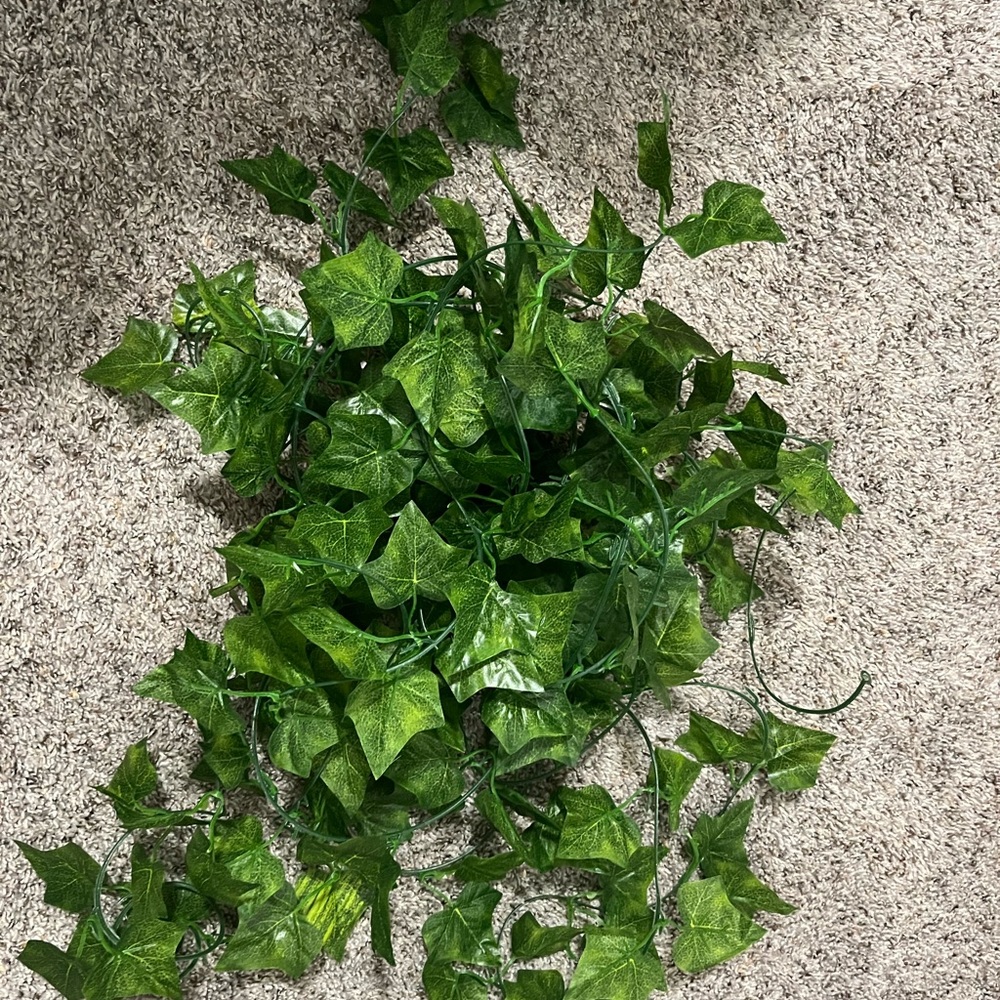 5 Vine Strands Never Used